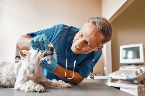 Best Emergency Treatment for Dental Infections or Abscesses in Clarks Green, PA